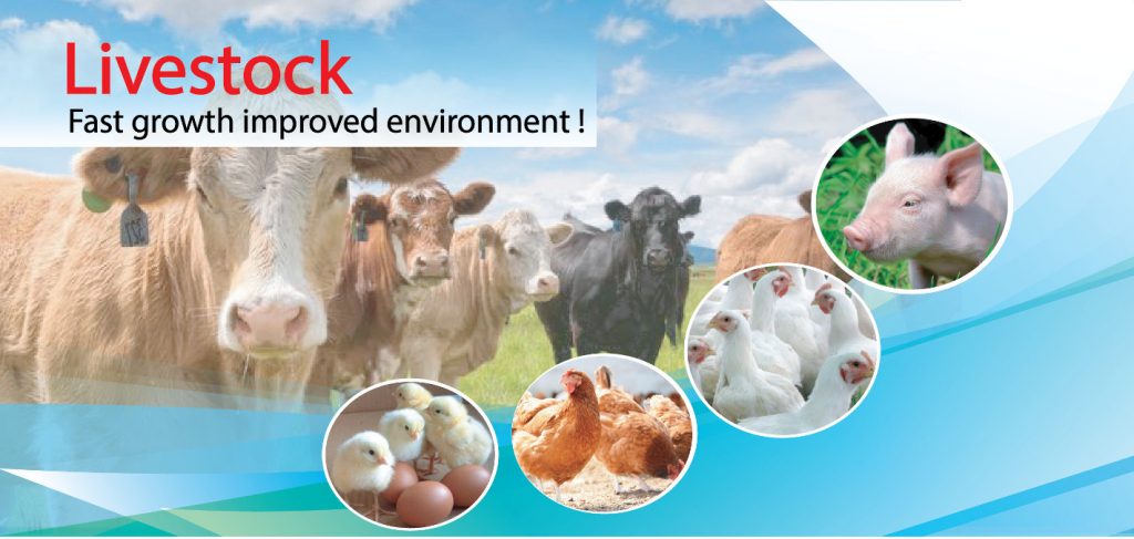 Thai Modern LiveStock